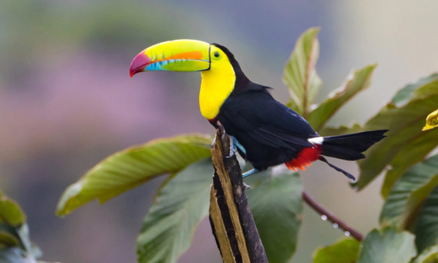 Kostarika s českým průvodcem - fauna