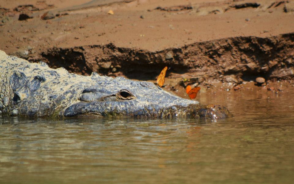 Krokodýl v oblasti Usumacinta
