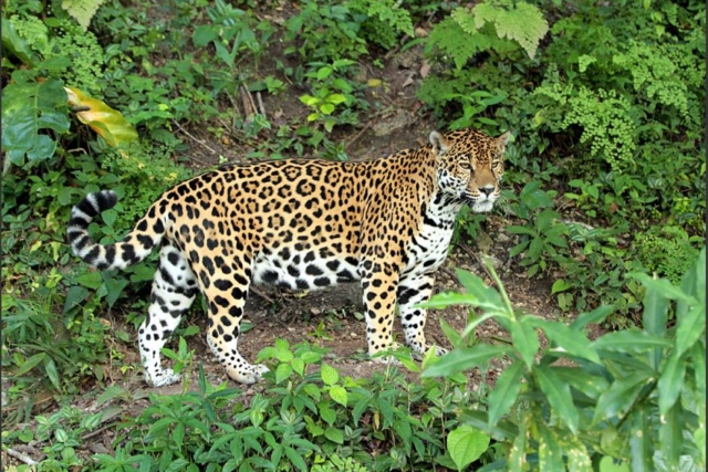 Jaguár - vzácný reprezentant místní fauny